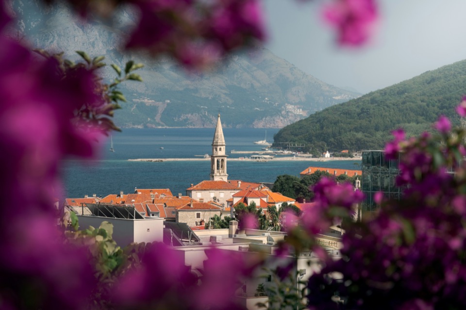 Perast bell tower framed by bougainvillea